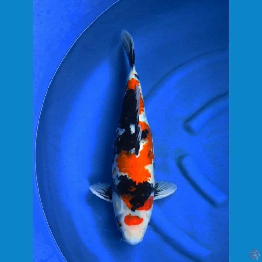 57cm , F1 Showa Tategoi Jumbo