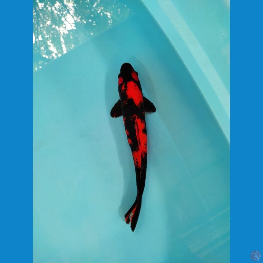 Utsuri 32 cm male
