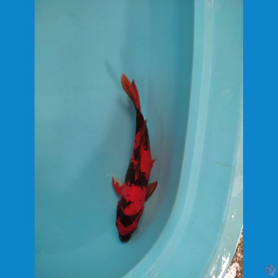 Utsuri Doitsu murni 34 cm male