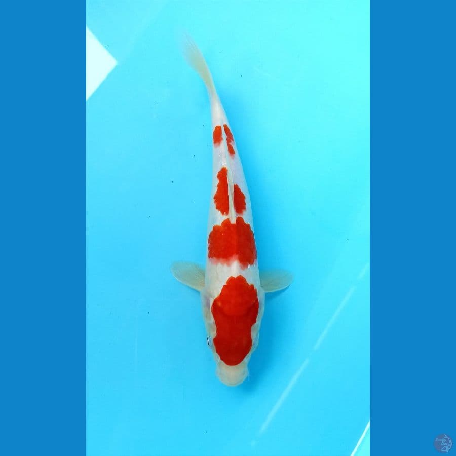 kohaku 23cm