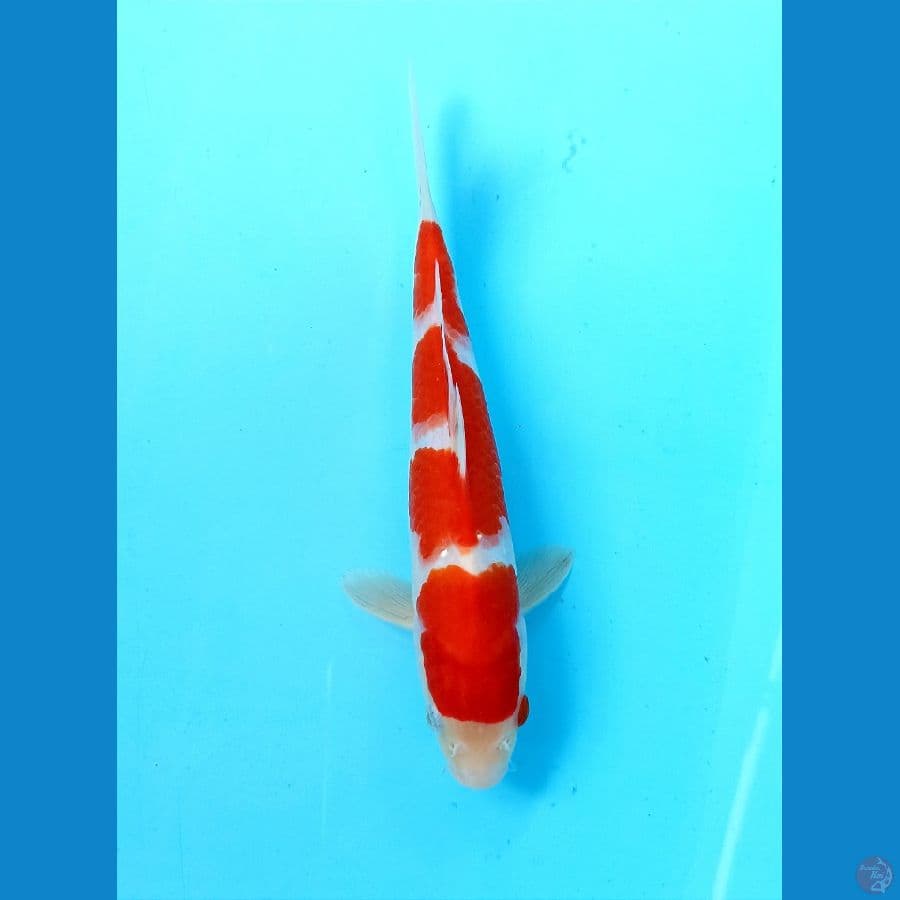 kohaku 23cm