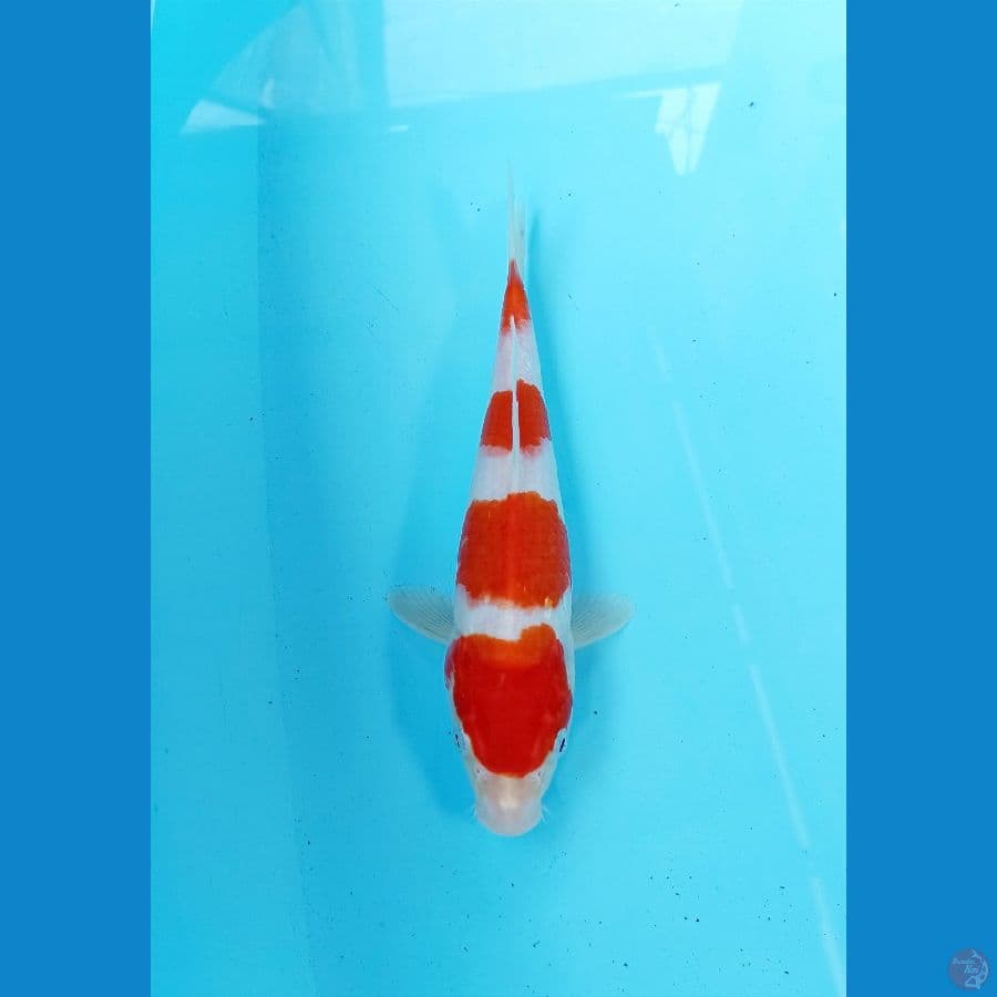 kohaku 23cm