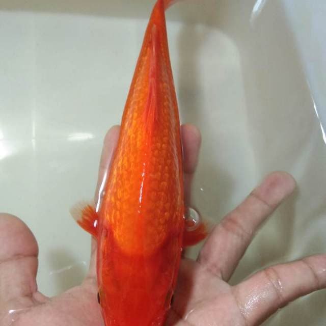 Ginrin Benigoi 24cm