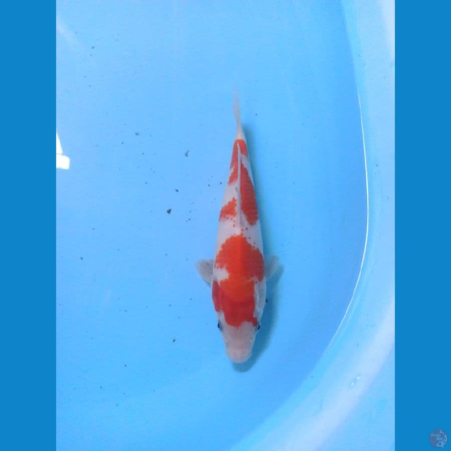 Kohaku 24 cm