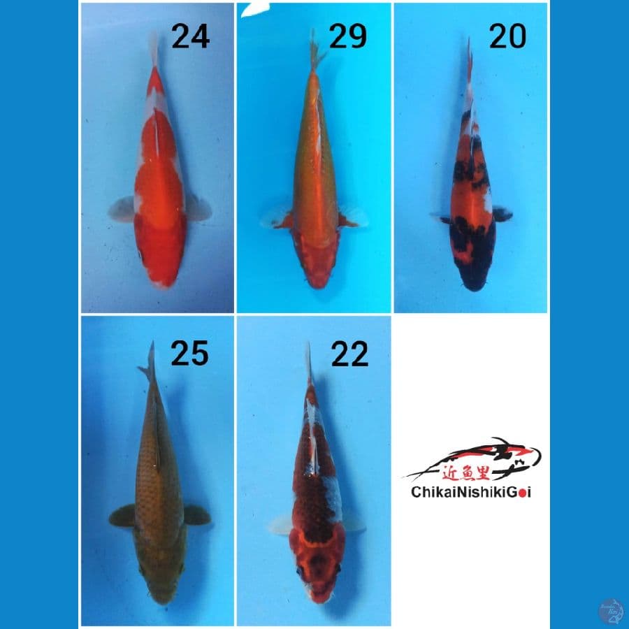 Paket Mix 20-29 cm 5 ekor