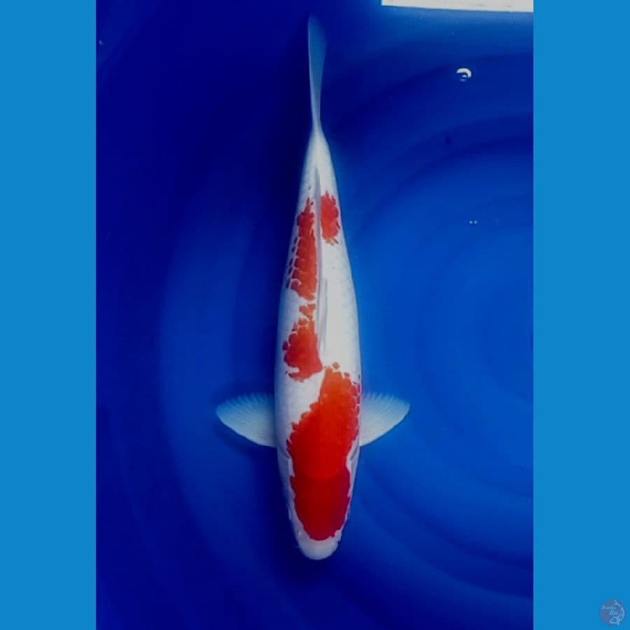kohaku inayuma 45 cm ( pejantan)