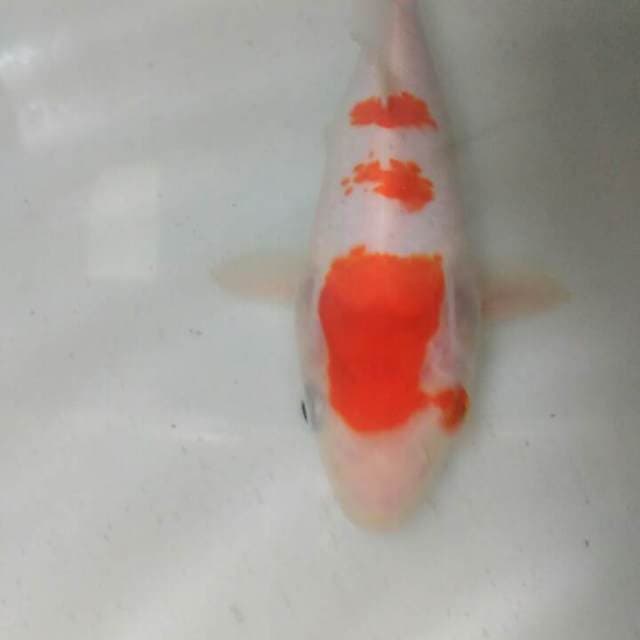 Kohaku 20bu, yunik