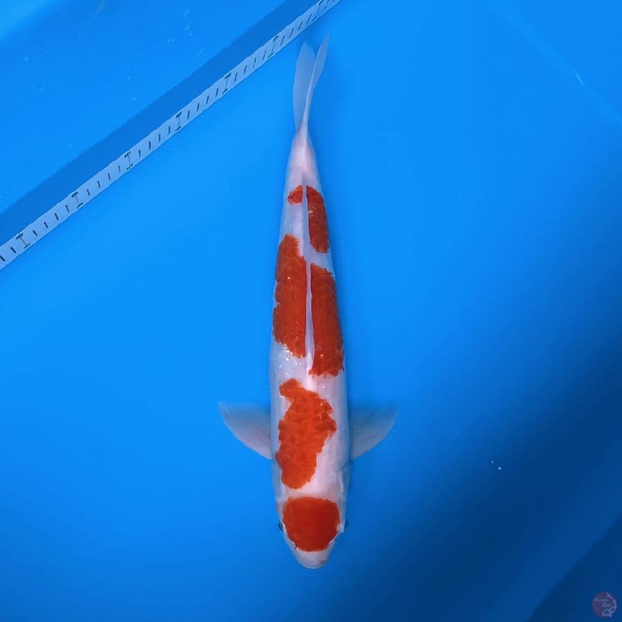 khohaku maruten 43cm