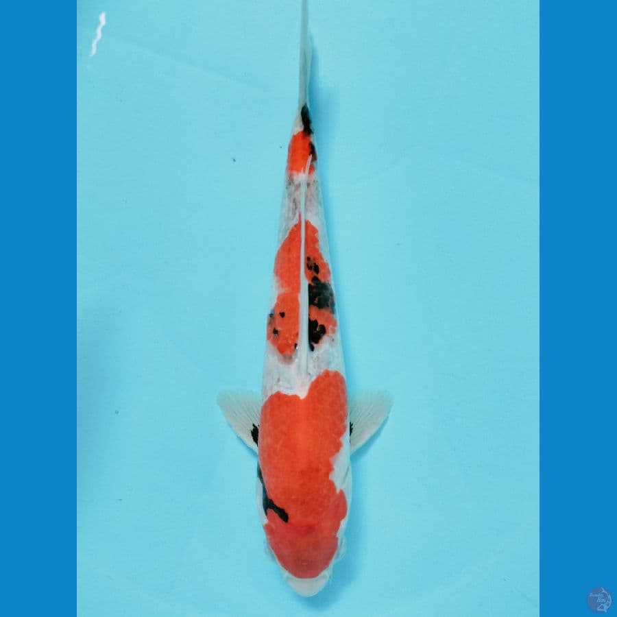 Sanke 27cm ™
