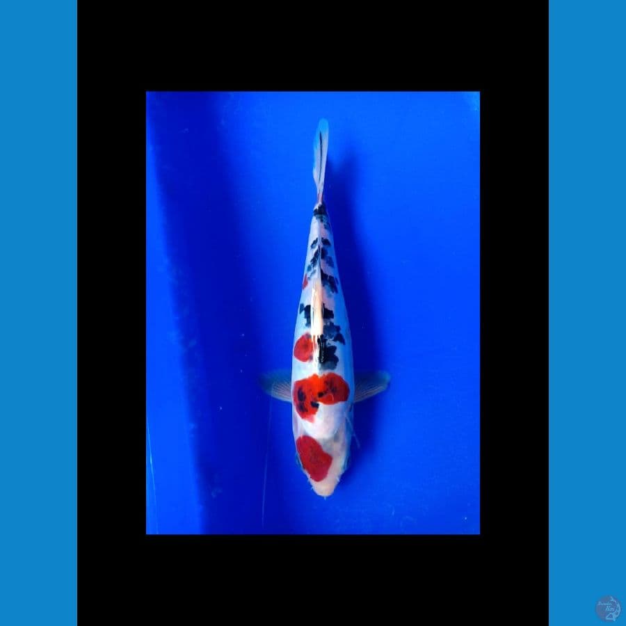 Showa Doitsu bahan 23cm