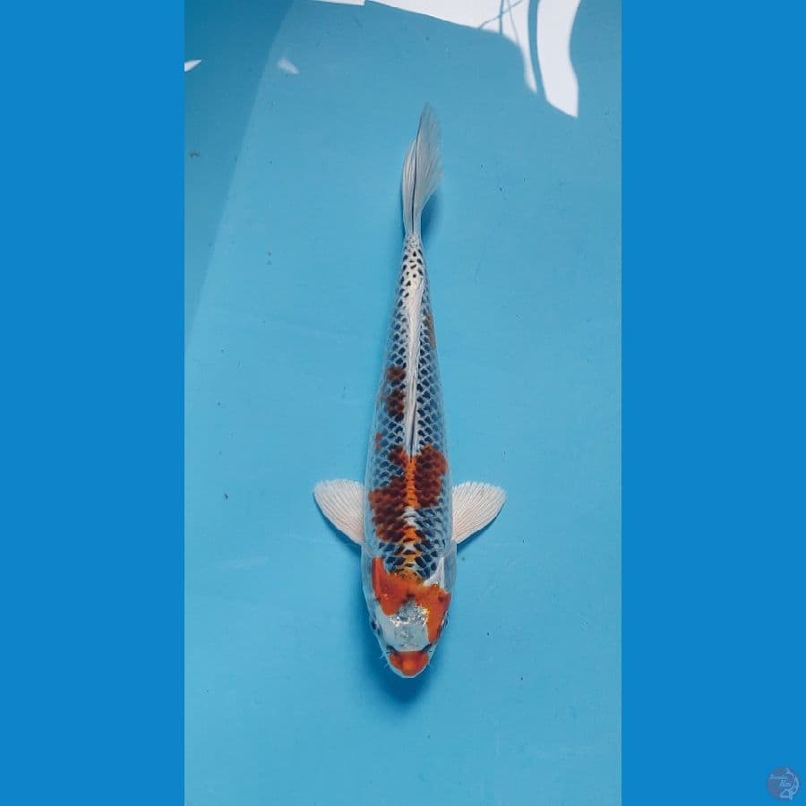 kujaku 23 cm
