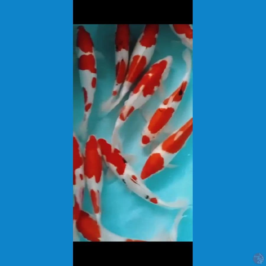 KOHAKU SANKE Paket 12ekor 33-35cm