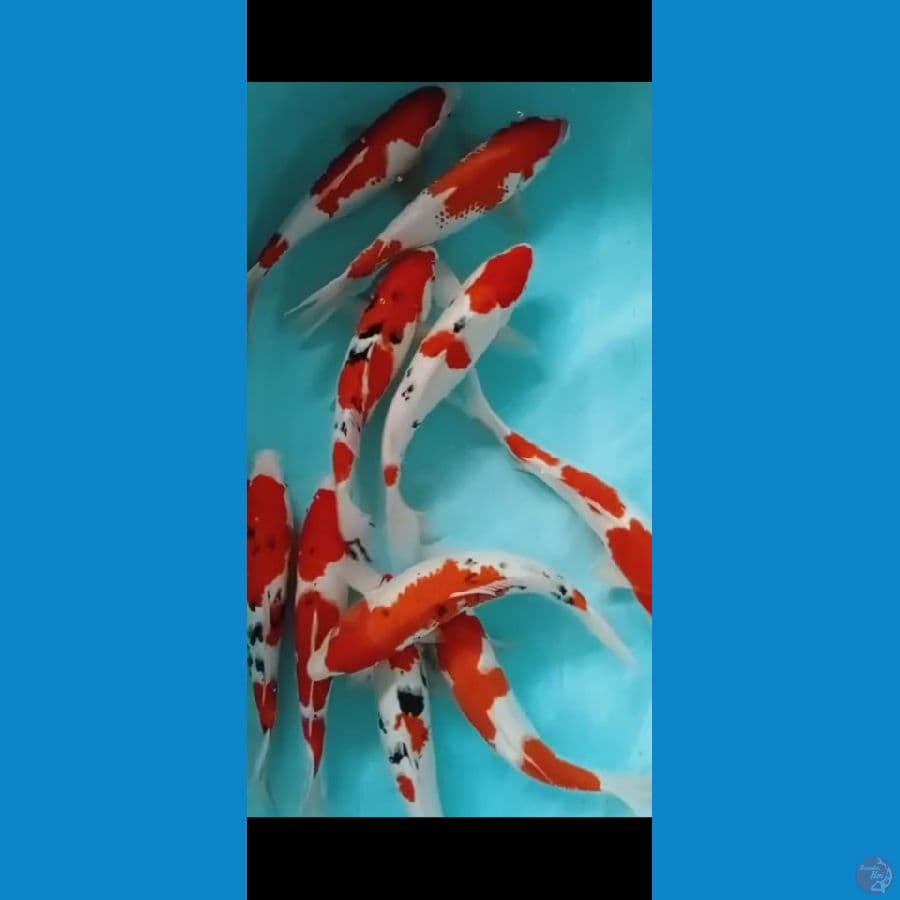 KOHAKU SANKE Paket 10ekor 33-35cm