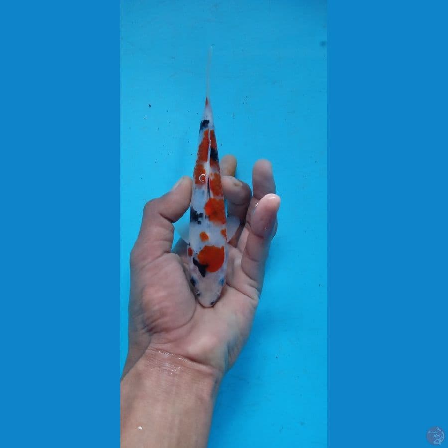 Showa 17.Cm