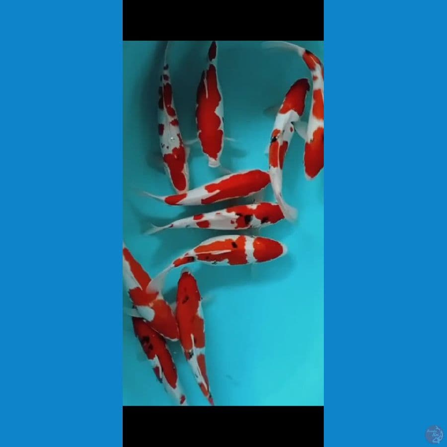KOHAKU SANKE Paket 10ekor 34-35cm