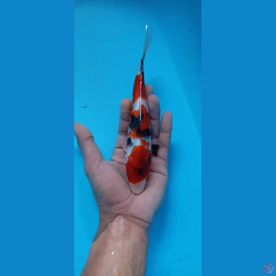 Showa 17.Cm