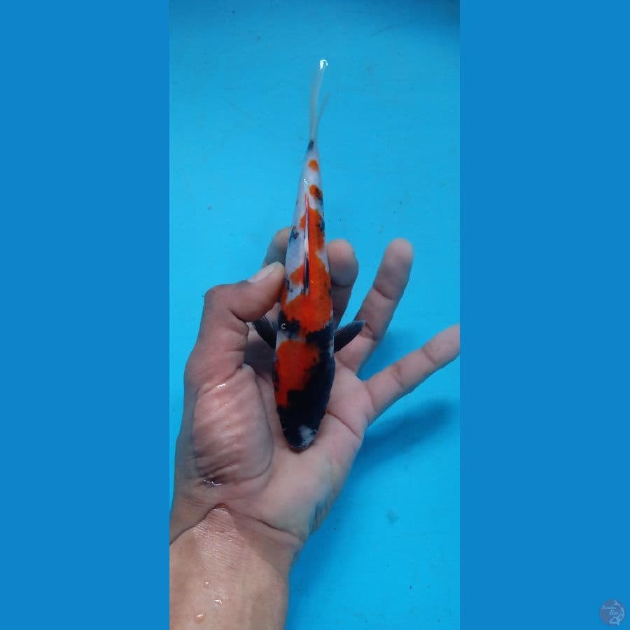 Showa 17.Cm