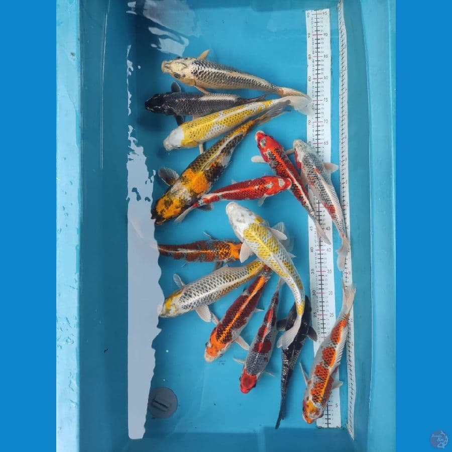 Mix Koi Antikan 28-34cm