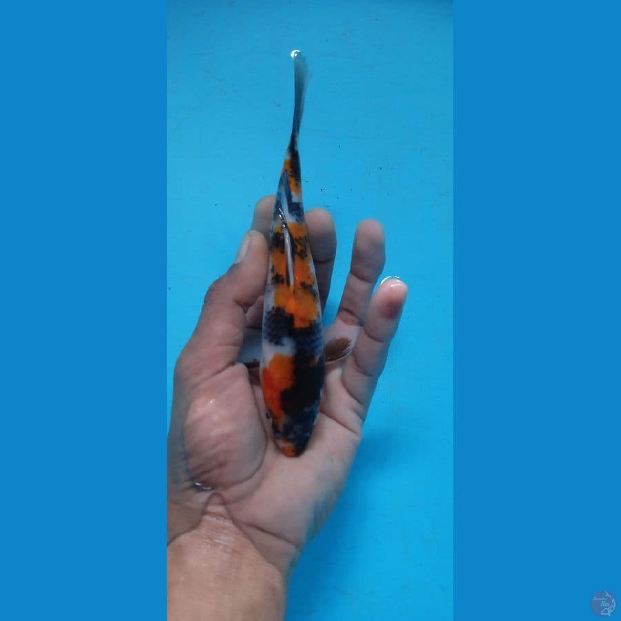 Showa 17.Cm