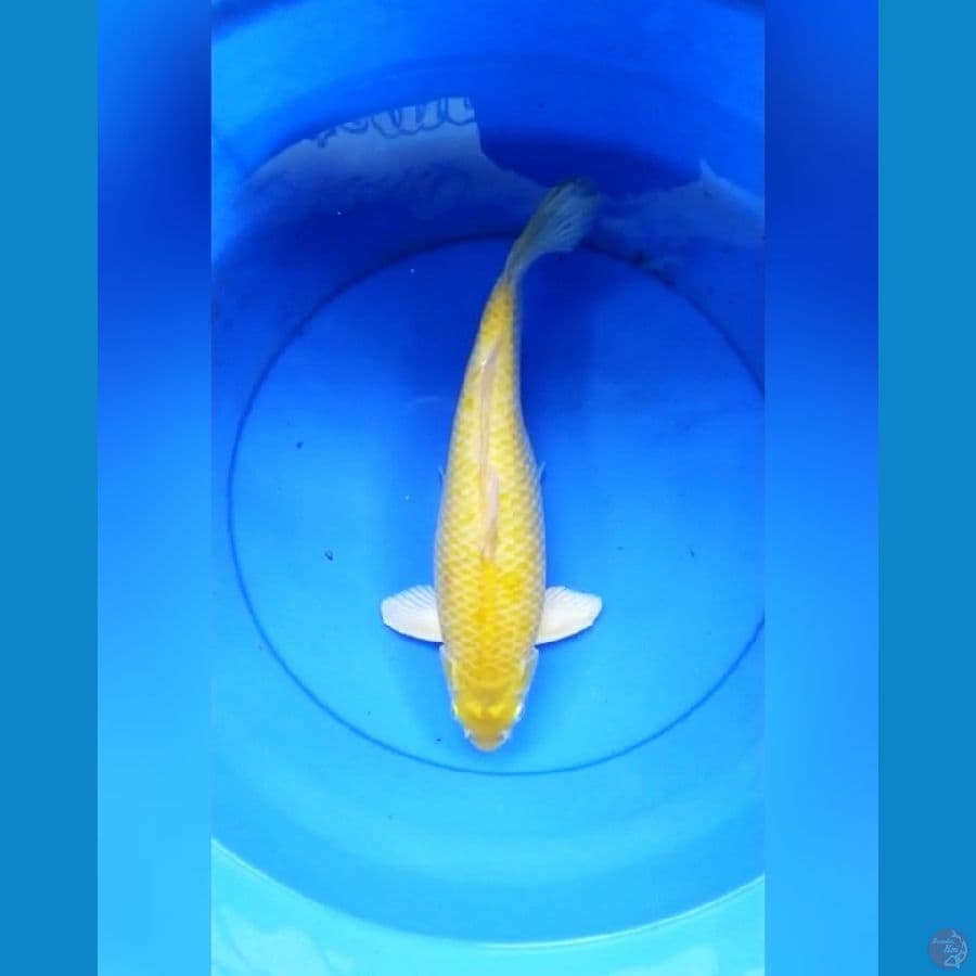 Karashi male 37 cm bulky