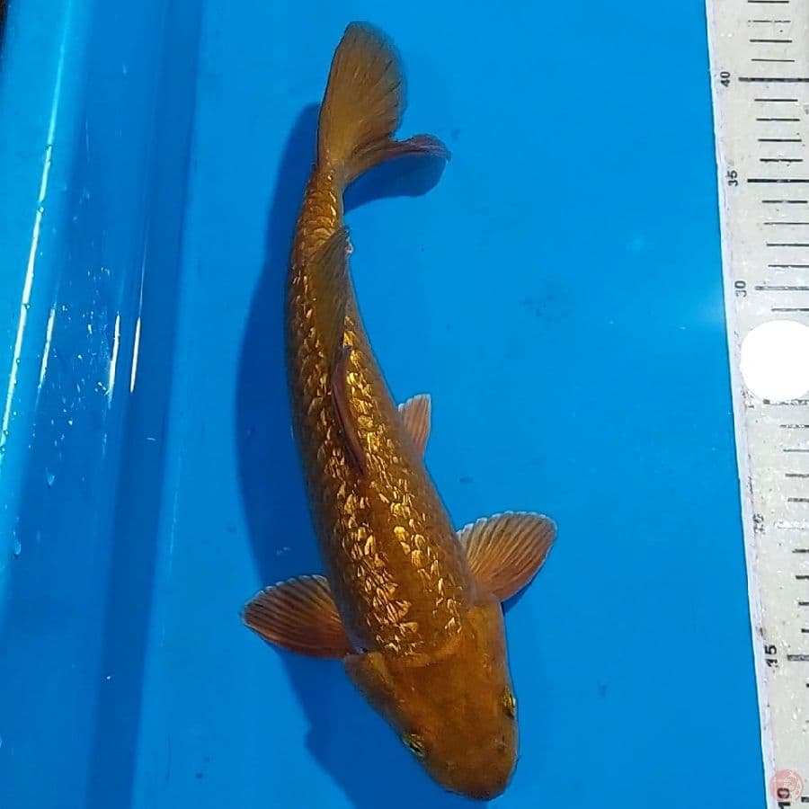 CHAGOI GINDRIN 31 CM