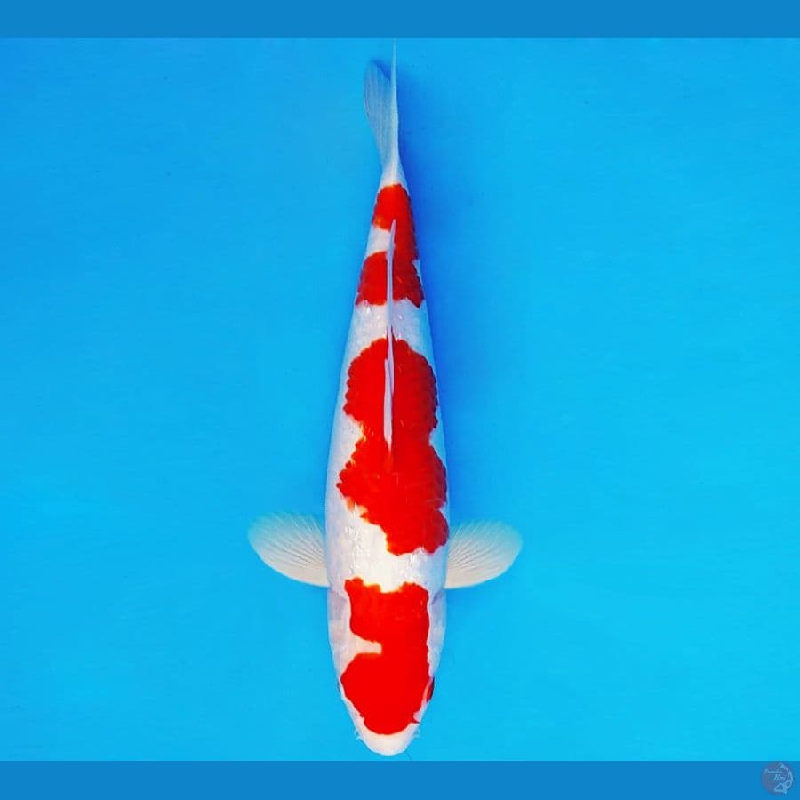 IZUMO TAISHA 2 ~ KOHAKU 34 cm/fm ™