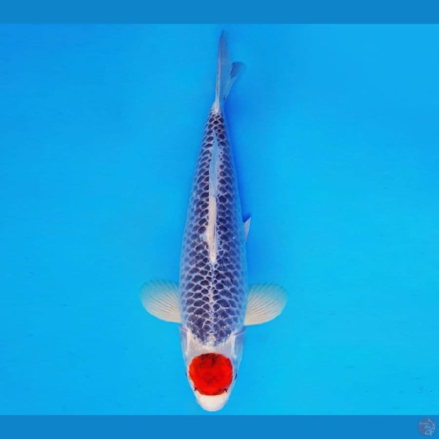 IZUMO TAISHA 7 ~ TANCHO GOSHIKI 38 cm/male ™
