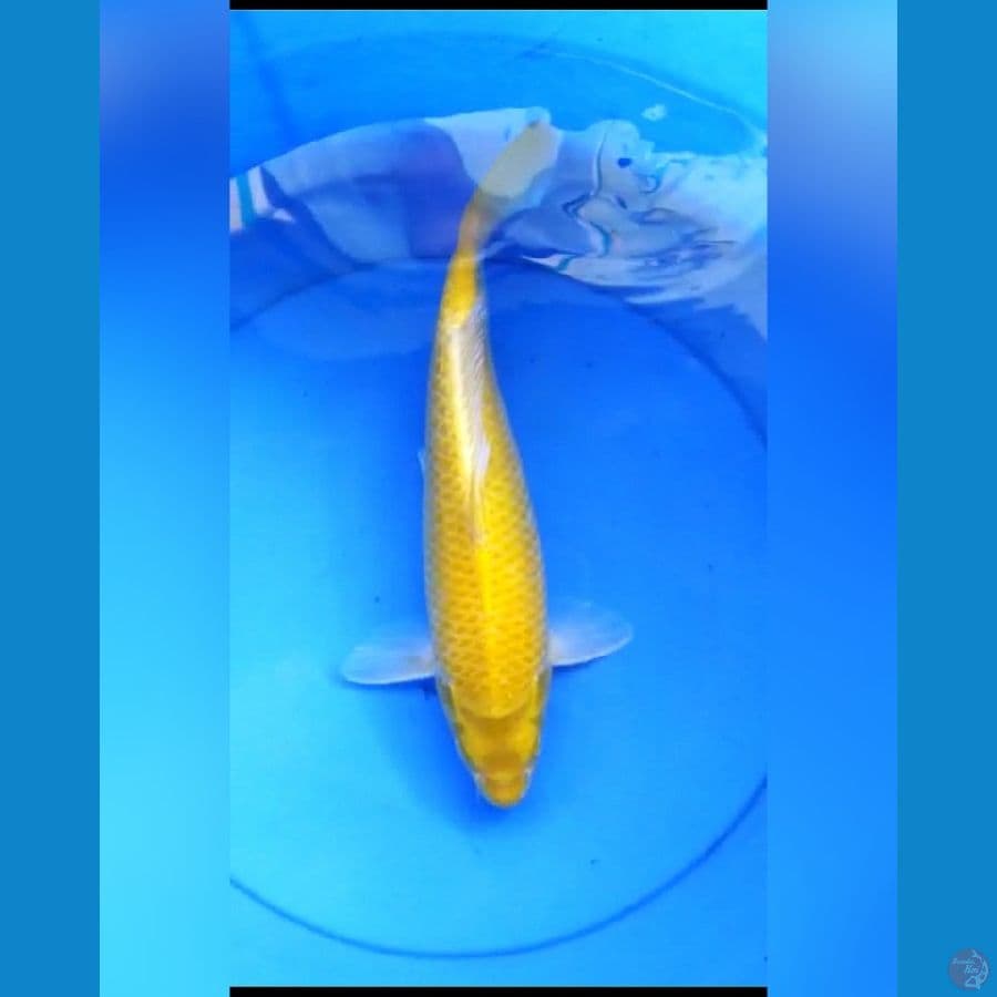 Karashi mata merah male 35 cm bulky