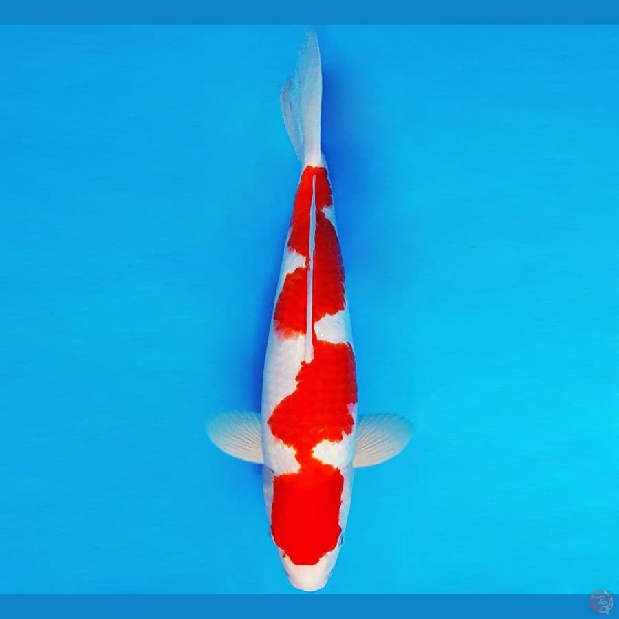 IZUMO TAISHA 9 ~ KOHAKU 35 cm/male ™