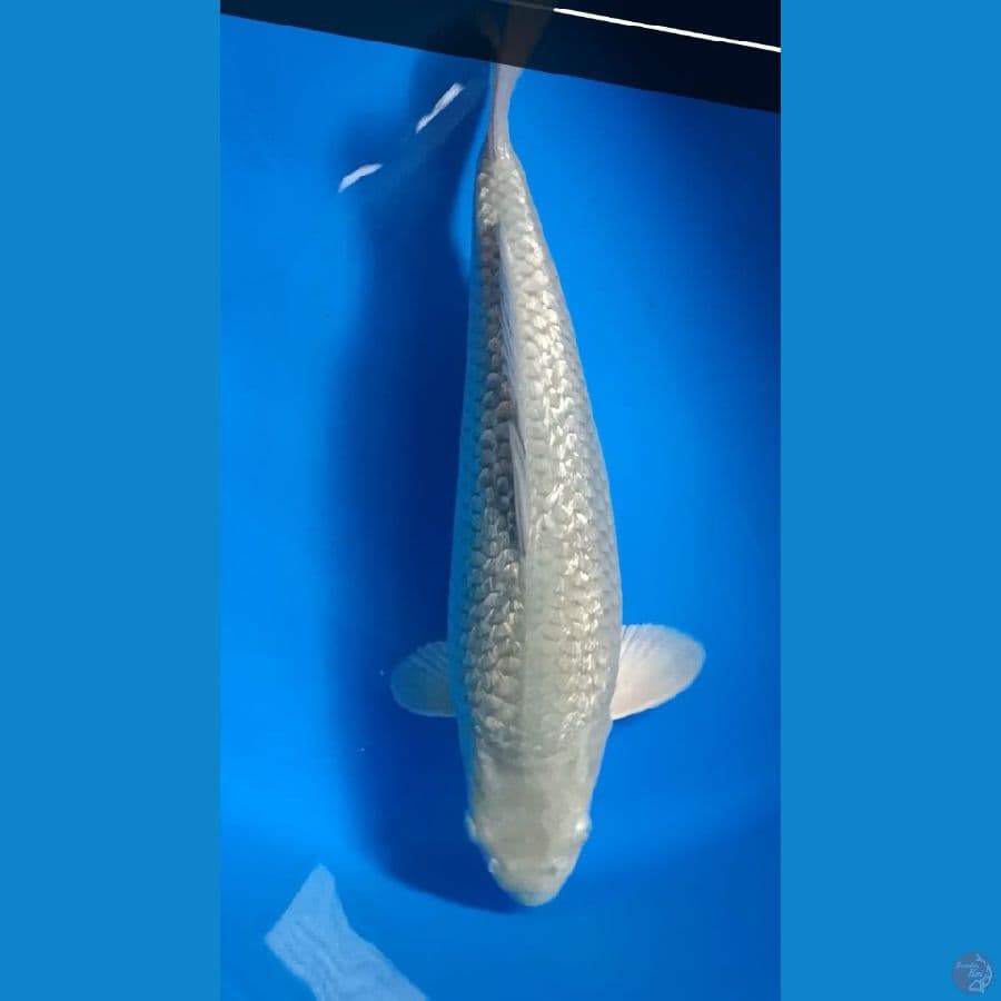 SORAGOI GINRIN 35 cm/MALE