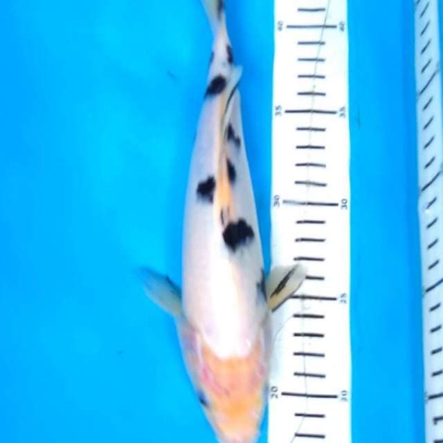 Bekko