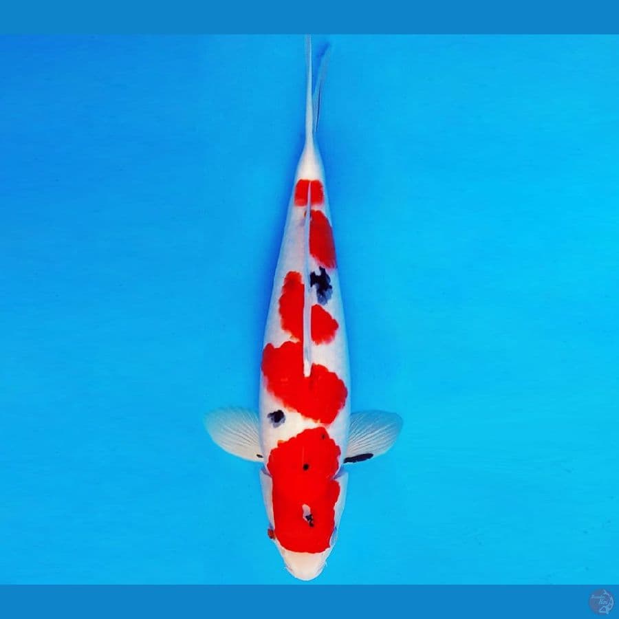 IZUMO TAISHA 12 ~ SANKE 34 cm/male ™