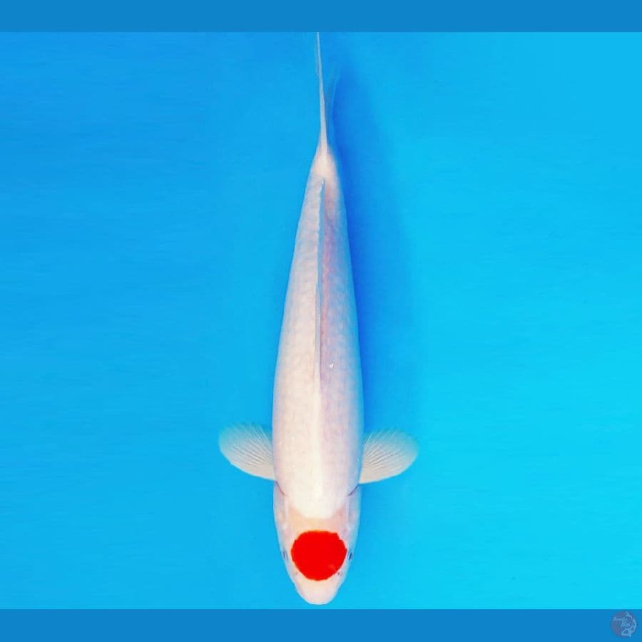 IZUMO TAISHA 13 ~ TANCHO 37 cm/male ™