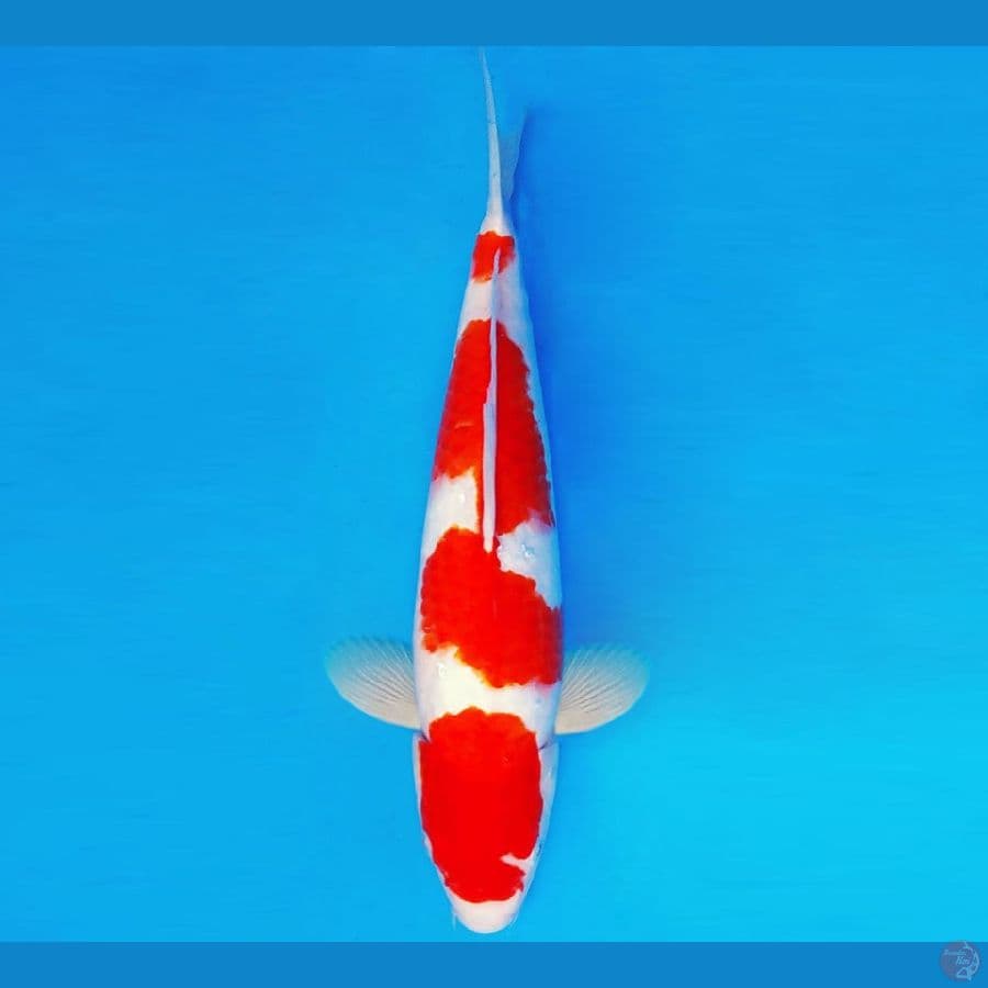 IZUMO TAISHA15 ~ KOHAKU 34 cm/male ™
