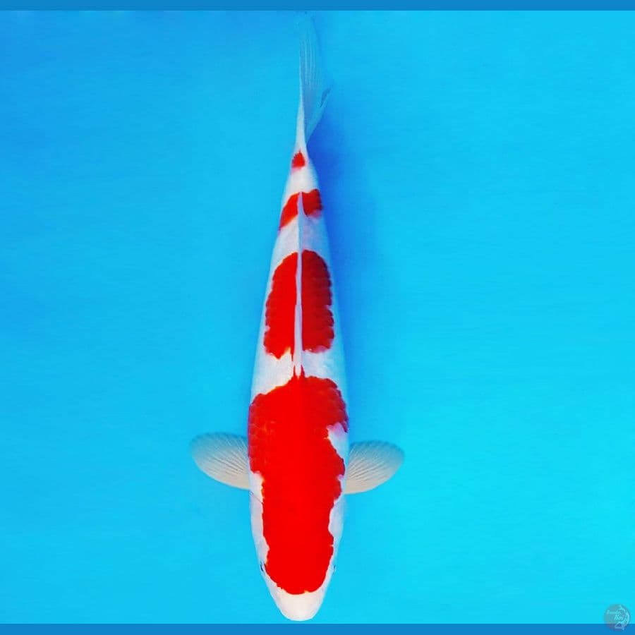 IZUMO TAISHA 17 ~ KOHAKU 38 cm/fm ™