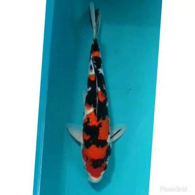 Showa 38cm, jumboan keren deh..