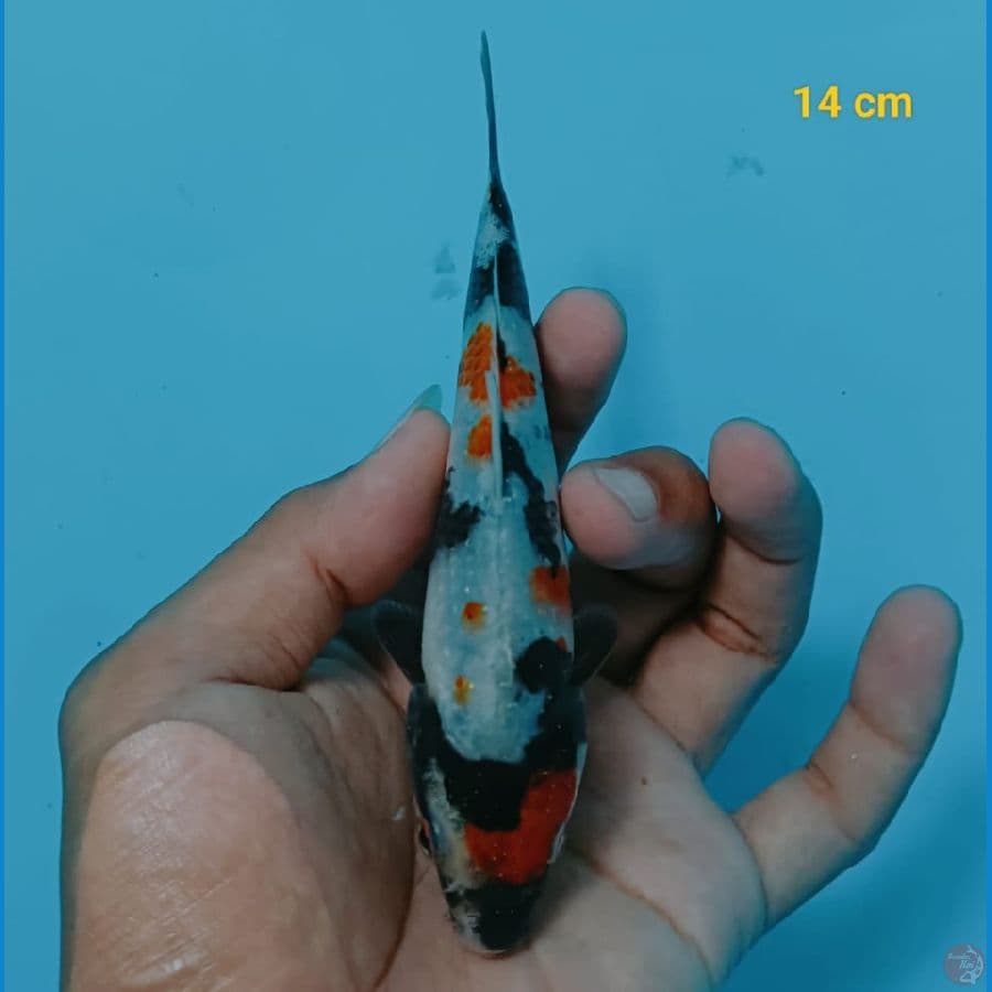 bahan keep kindai showa - 14cm