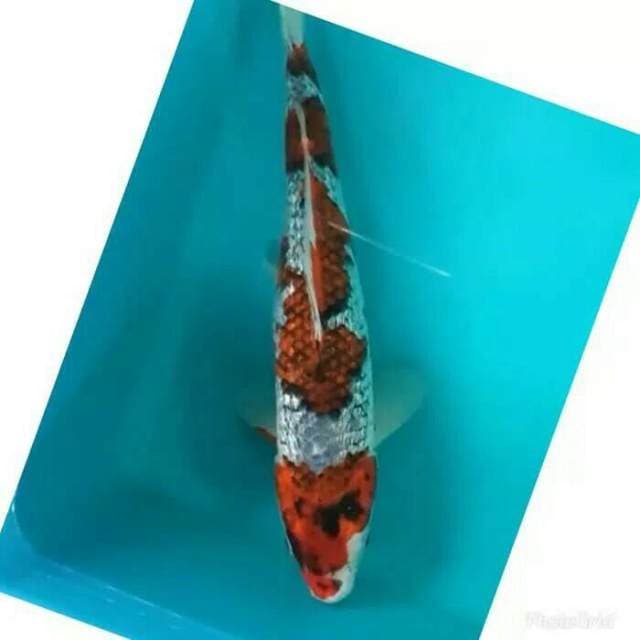 Goshiki Ginrin 36cm