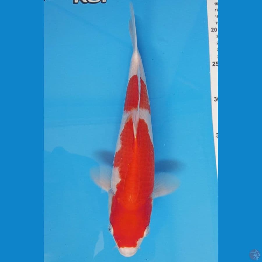 kohaku step 2 - 35cm male