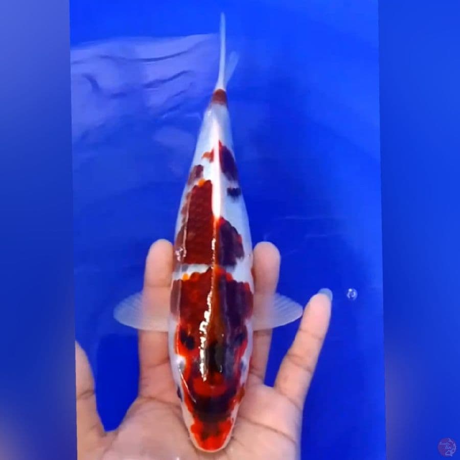 GOROMO 25CM