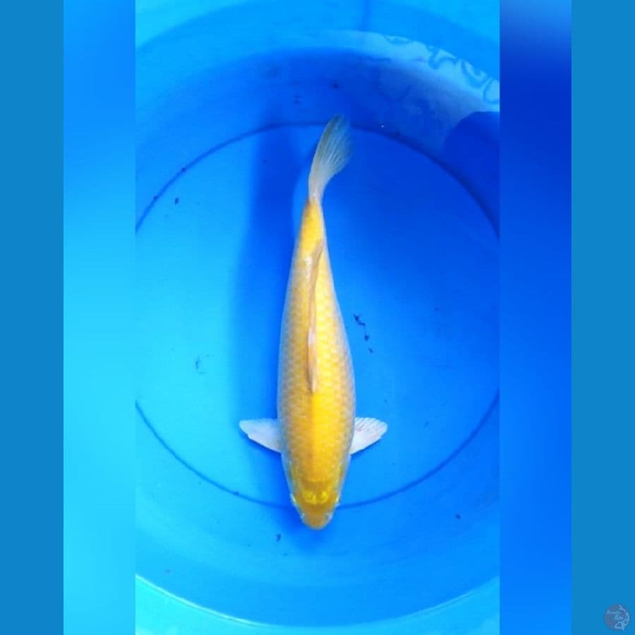 Karashi mata merah 36 cm male bulky