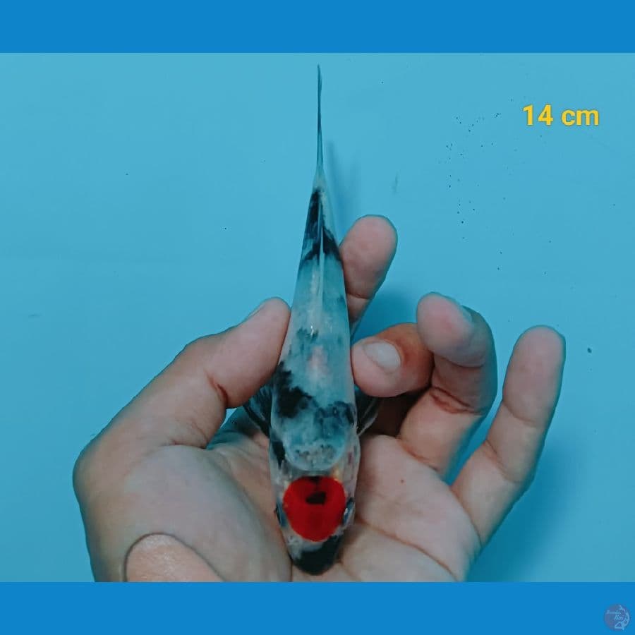Tancho Showa 14 cm