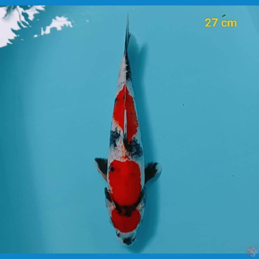 maruten Showa 27 cm