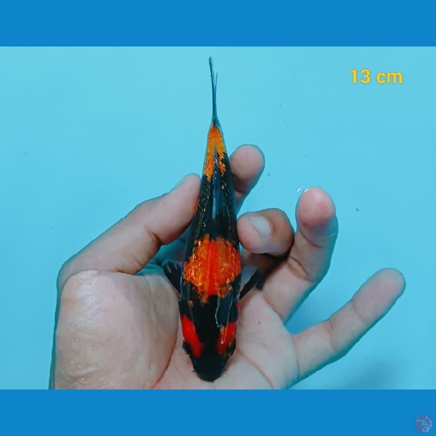 hi Showa ginrin 13 cm