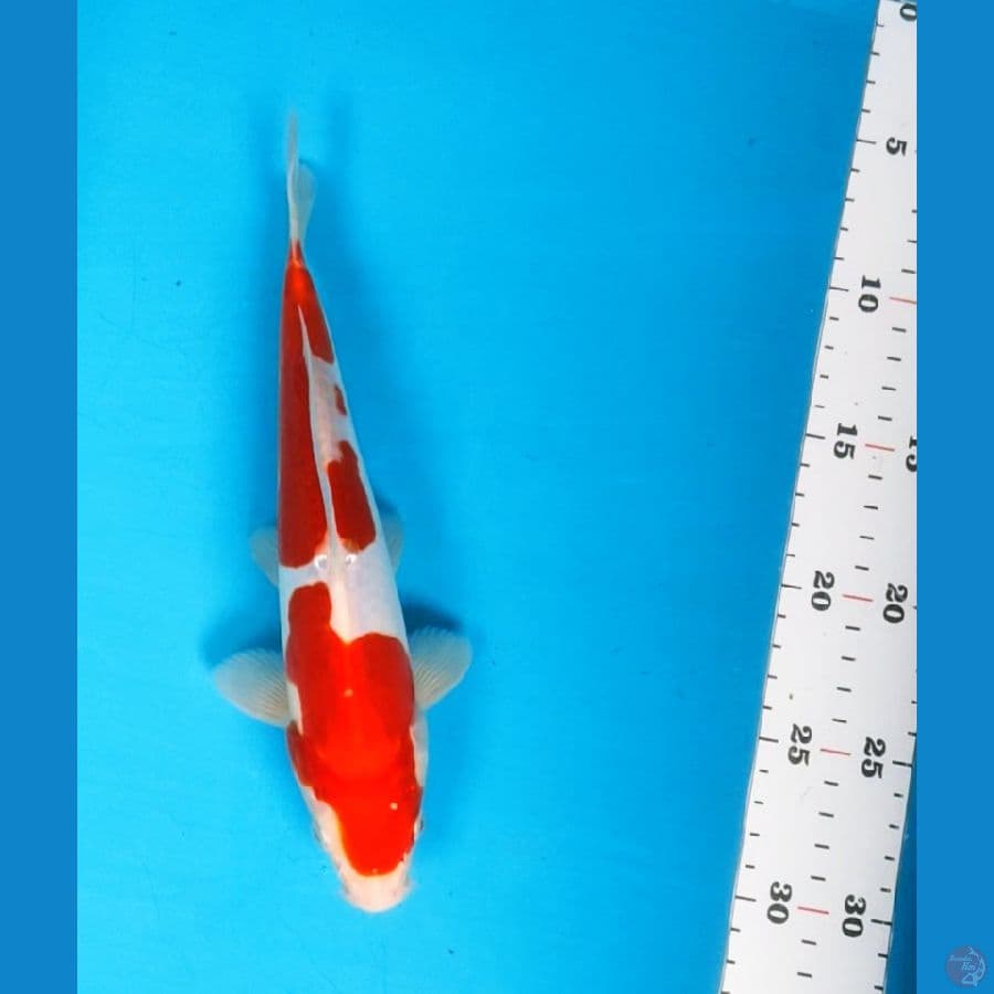 kohaku doit murni 24cm male