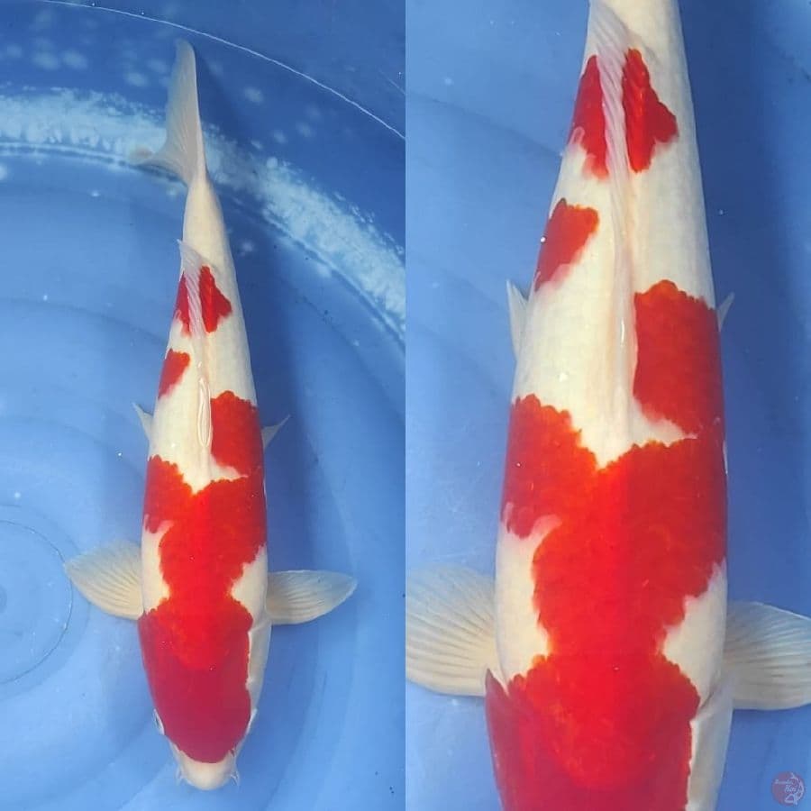 kohaku merah strong original // 46cm