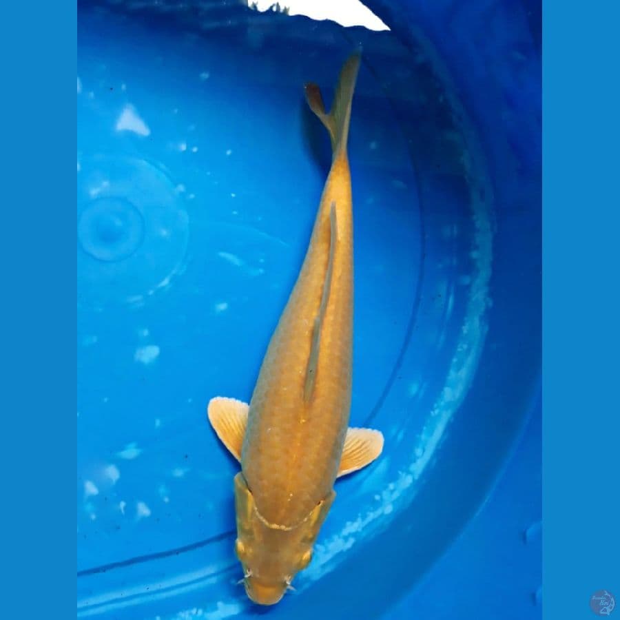 karashi hikari bersih 26 cm