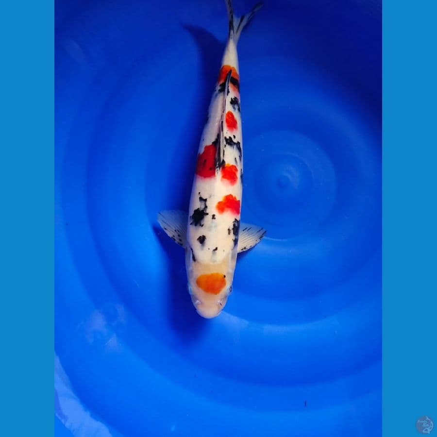 sanke male 38cm