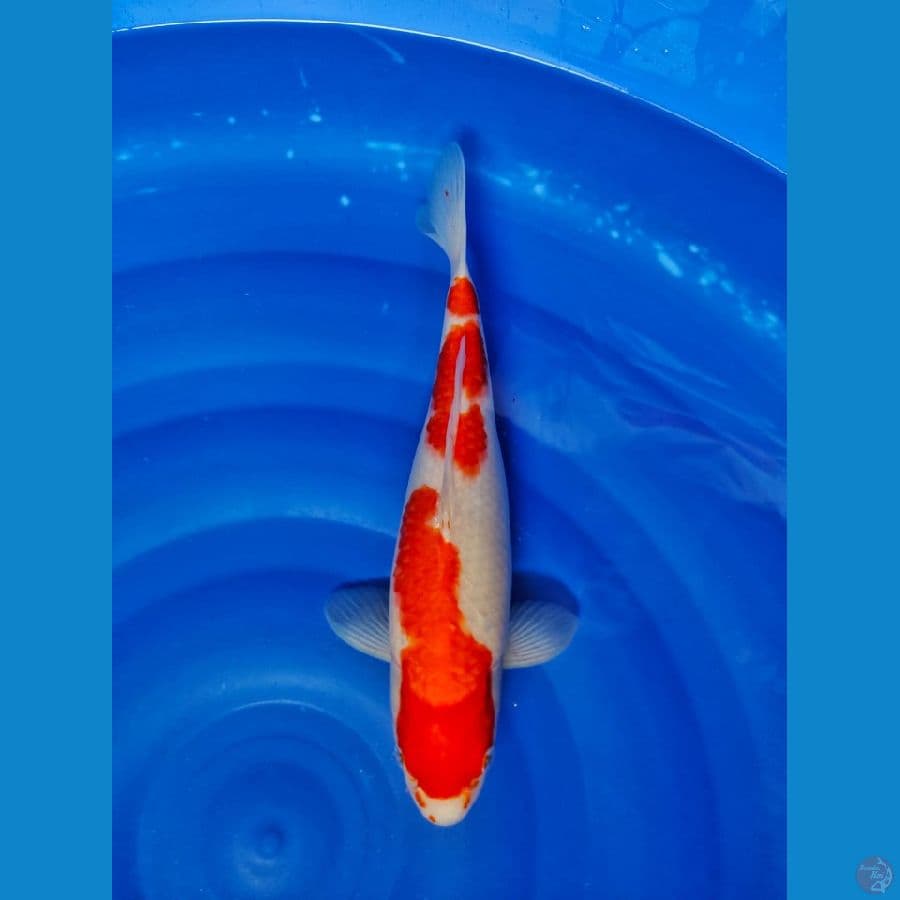 kohaku 35cm