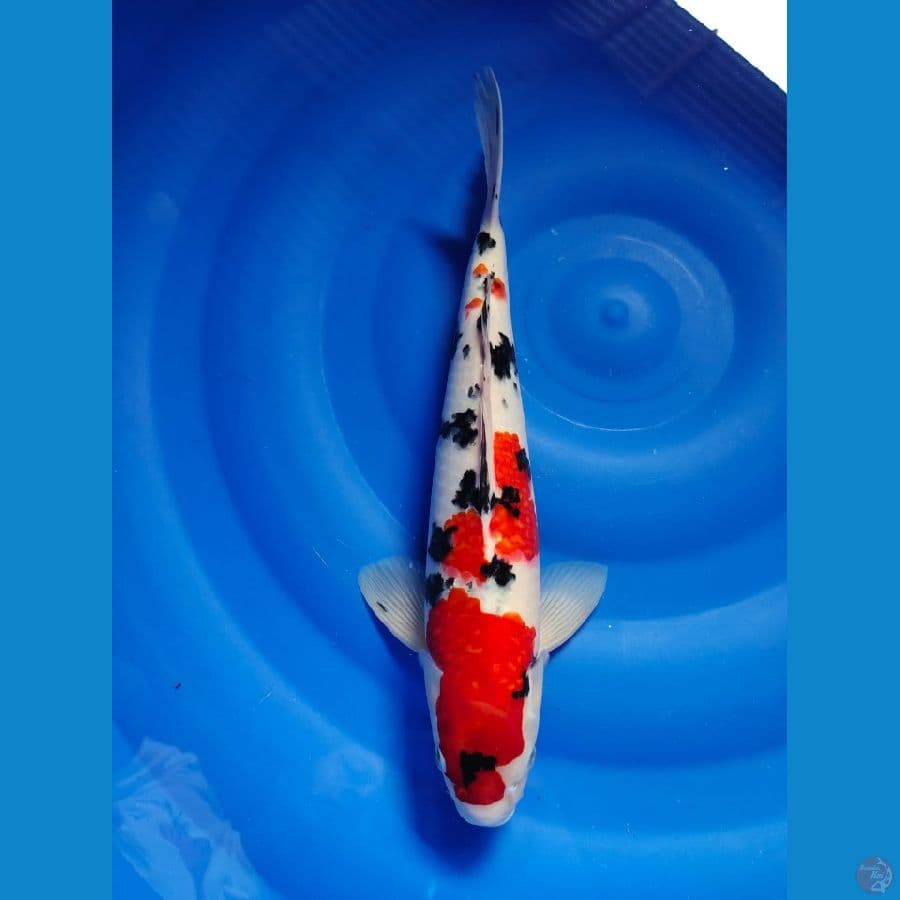 sanke male 35cm